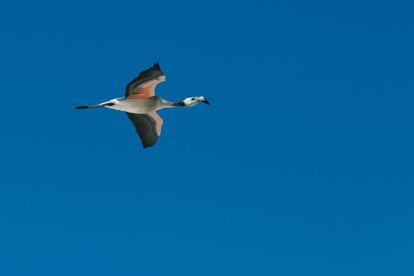 Cuando sepan volar, estos los flamencos andinos llegarán hasta Argentina, Perú o Bolivia.