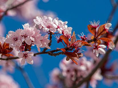 Un cerezo japonés florece en Zaragoza, este jueves.