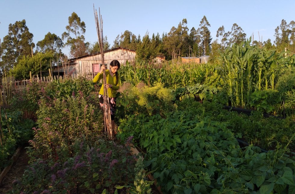Hablar de plantas en medio de la emergencia climática. Ujts