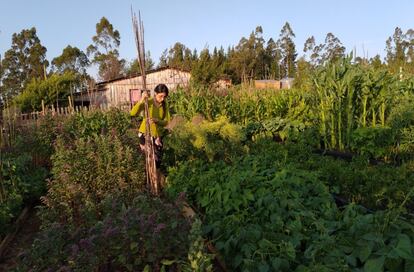 Claudia Mellado Ñancupil, en su parcela familiar. Huertera mapuche y coordinadora social de la fundación, cuenta que aprendió a caminar “a la par que a sembrar” de la mano de su abuela. En la huerta le gusta estar sola para poder hablar con las plantas. Asegura que con la semilla tradicional “no estamos solo consumiendo un alimento que tiene muchos nutrientes, que tiene capacidad para adaptarse al cambio climático, potencialidades medicinales; también tiene un vínculo emocional y espiritual muy fuerte. Tiene una historia, un rostro”.