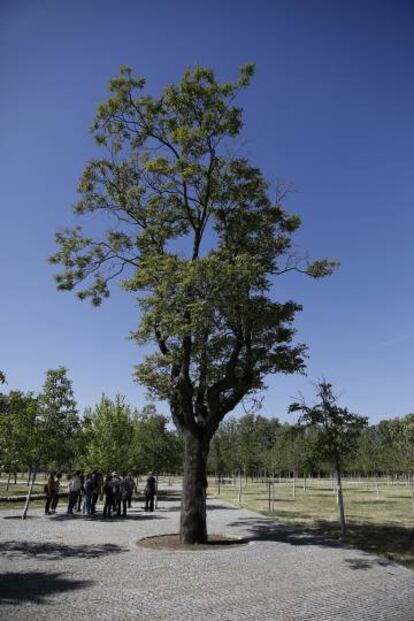 Uno de los árboles de la Casa de Campo, durante una visita guiada.