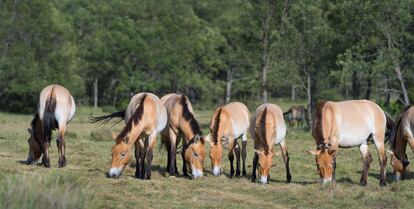 Cartier Rewilding Spain