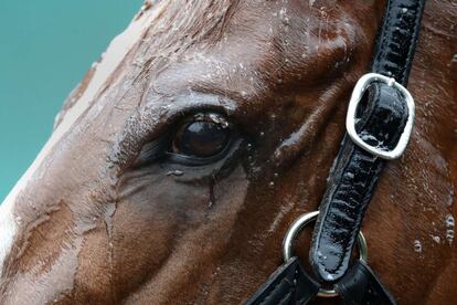 Plano detalle del caballo ganador del Derby de Kentucky, Justify, en el Baltimore, Maryland (EE UU).