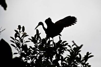 Un ave zancuda se posa, serena, sobre un árbol en un humedal selvático ubicado en la zona de Bretaña (Perú).