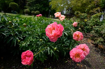 Flores de peonías.