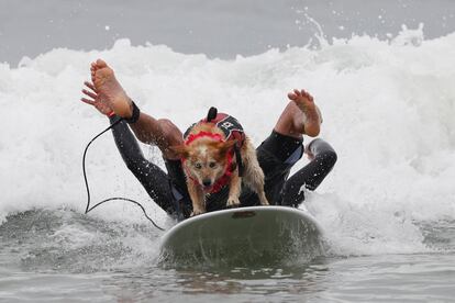 El perro Skyler se mantiene firme en la tabla mientras su amo, Homer Henard, cae de espaldas al agua.