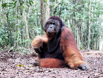 Thom, ejemplar macho adulto de orangután	de Borneo, en	el Parque	Nacional	de Tanjung Puting (Borneo, Indonesia).