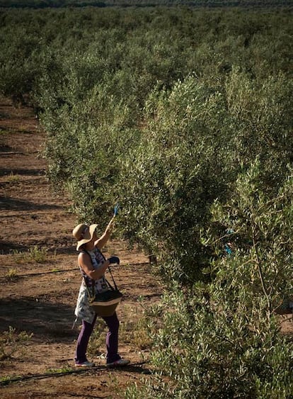 Una jornalera arranca las olivas de las ramas bajas.