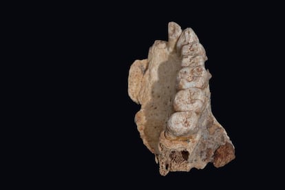Fragmento de maxilar esquerdo achado na gruta de Misliya (Israel).