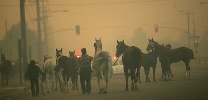 El fuego también ha afectado a un centro ecuestre de Chatsworth, en el que han tenido que evacuar a los caballos.