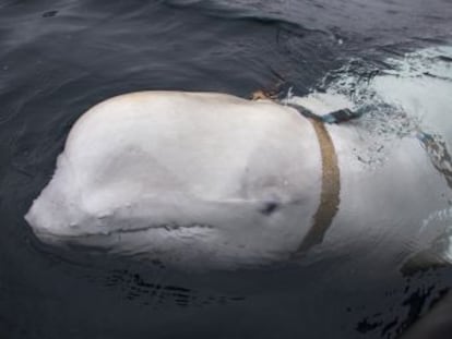 Pescadores do país escandinavo avistaram na semana passada no Ártico um cetáceo com uma armação preparada para levar uma câmera