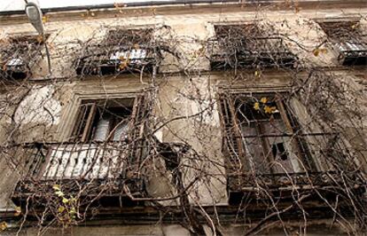 La parra sale por el portal de la calle de Antonio Grilo, 8, y se encarama por toda su fachada.