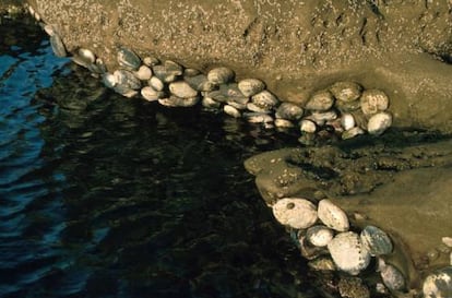 Abalones, pegaditos a su roca