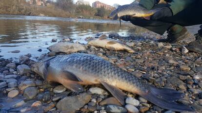 Peixos morts, divendres al Besòs.