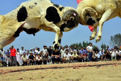 Dos carneros luchan ante un grupo de personas durante un evento local en la localidad de Liaocheng (China).