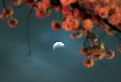 Detalle de un cerezo en flor durante el eclipse lunar sobre el cielo de Utsunomiya en la prefectura de Tochigi, al norte de Tokio, Japón.