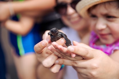 Cría de tortuga marina en El Salvador.
