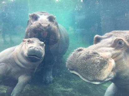 Fiona nació con seis semanas de adelanto, por lo que fue separada ser tratada por los cuidadores del zoo