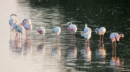 Un grupo de flamencos en el parque nacional de Doñana.