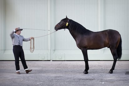 Un jinete utiliza la fusta para hacer que el caballo le preste atención antes de entrar al concurso de morfología.