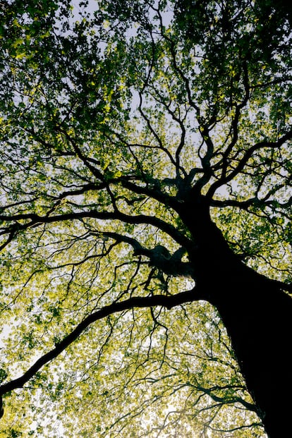 Árbol fotografiado en el parque St. James de Londres.