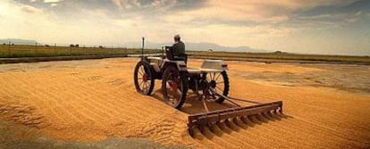 Un agricultor extiende arroz en Sueca (Valencia).