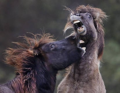 Dos caballos juegan en un hipódromo de Wehrheim, cerca de Francfórt (Alemania).