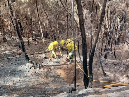 Brigadas Forestales del Cabildo de Tenerife intervenían ayer en las labores de extinción del incendio declarado en agosto en la isla.