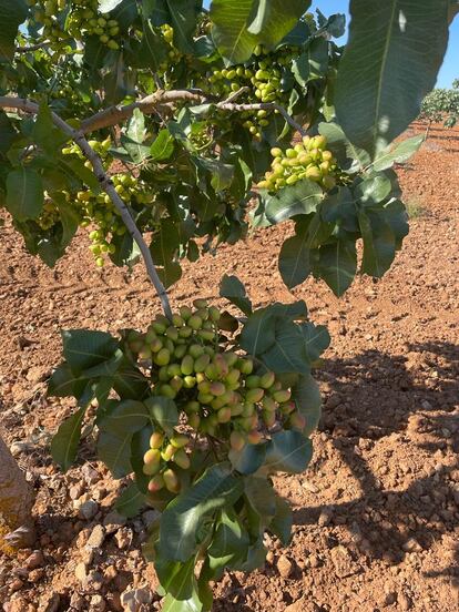 Imagen de uno de los árboles de pistachos de la compañía manchega Pistachos del Valle.