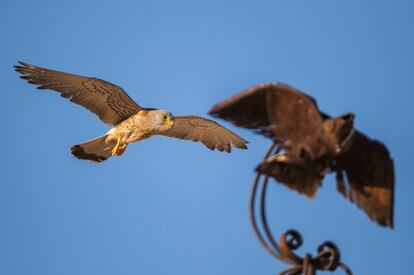 Cernícalo primilla, <i>Falco naumanni.</i> Este ejemplar macho fue fotografiado mientras volaba en paralelo con una veleta en Guadalajara.