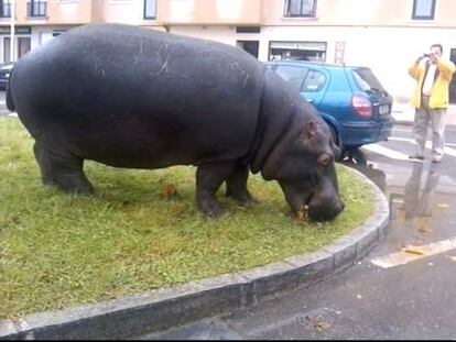 Un hipopótamo se pasea por las calles un pueblo coruñés