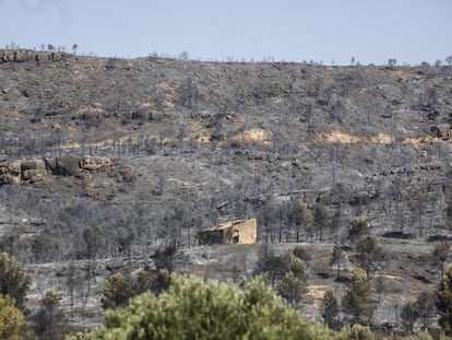 Zona devastada por el incendio cerca de Flix.