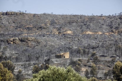 Zona devastada por el incendio cerca de Flix.