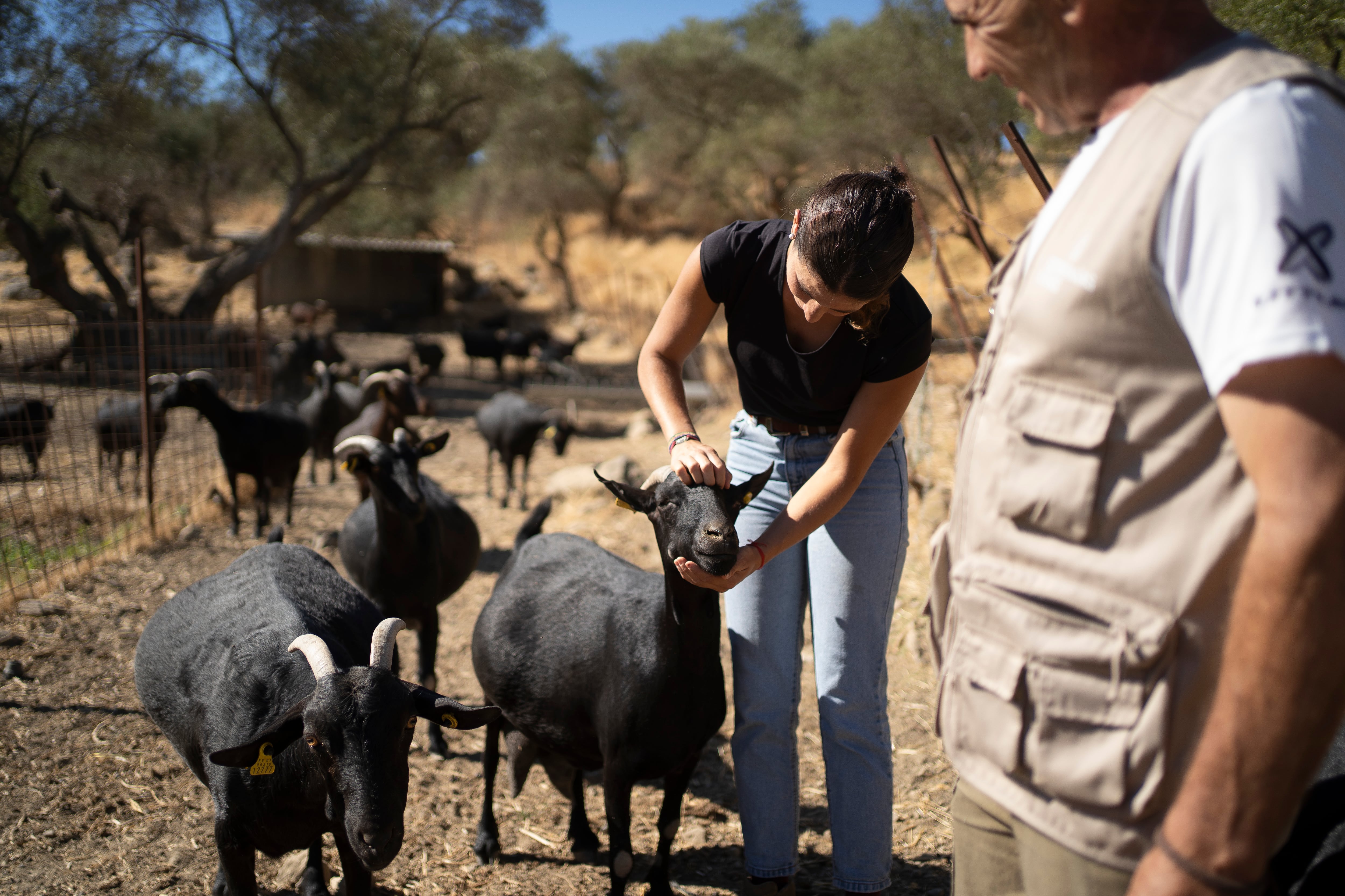 Becarios de pastores en la Sierra de Cádiz: “En el campo hay menos estrés”