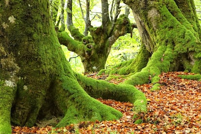 Hayas recubiertas de musgo en el parque natural de Urkiola (Bizkaia).