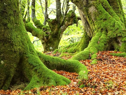 Hayas recubiertas de musgo en el parque natural de Urkiola (Bizkaia).