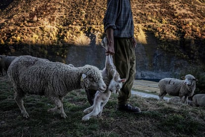 El pastor francés carga un cordero mientras guía a su madre hacia una zona de seguridad. "Cuando mataron a mi primera oveja sentí inmediatamente que había fracasado, que no había cumplido con mi deber", afirma Gaétan Même. "Rápidamente encontré su carcasa, había una enorme mancha roja... El corazón, los pulmones y el hígado habían sido devorados".