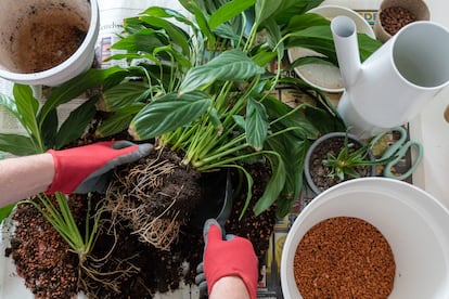 Al ser una planta muy florífera, unido a su gran capacidad para formar nuevas hojas rápidamente, le vendrá de perlas un abonado orgánico líquido, al menos una vez al mes.