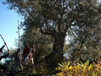 Jornaleros recogiendo aceituna en Ronda (Málaga).  