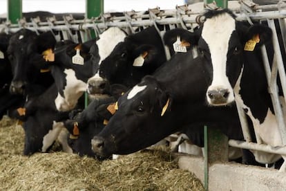 Una explotación de vacuno para leche en Aranda de Duero (Burgos).