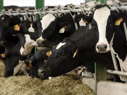 Una explotación de vacuno para leche en Aranda de Duero (Burgos).