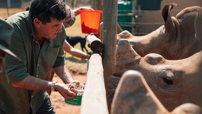 Conservationist Derek Macaskill feeds rescued rhinos at the Care for Wild sanctuary.