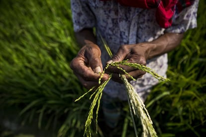 El agricultor Sheij Badcha examina su arroz.