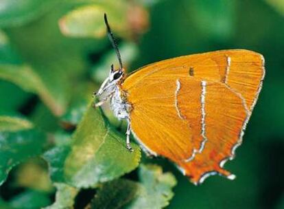 Mariposa Topacio, de la que no existía constancia desde 1853