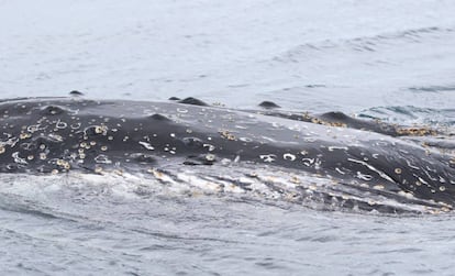 Una ballena jorobada, vista desde el Arctic Sunrise.