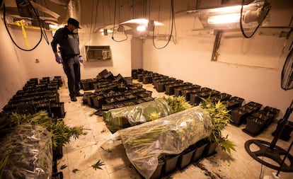 The Civil Guard raids a property with cannabis plants on the outskirts of Granada.