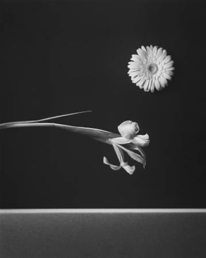 'Iris and Zinnia' (1984), de Robert Mapplethorpe, en la galería Elvira González.