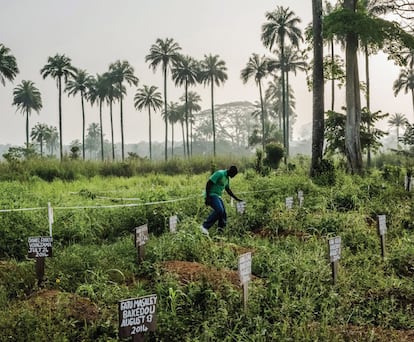 Joseph Gbembo busca la tumba de su madre, Sia, en el cementerio de Foya (Liberia). Cuatro miembros de su familia murieron por culpa del virus del ébola.