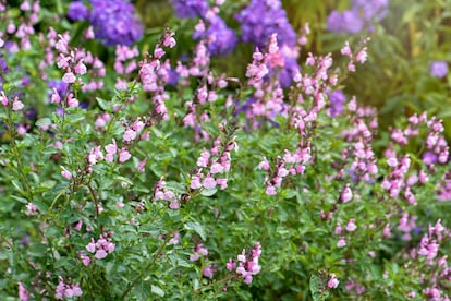 Salvia 'Peter Vidgeon'