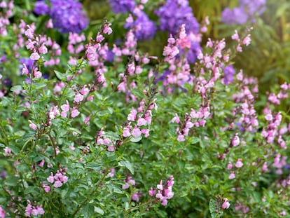 Salvia 'Peter Vidgeon'